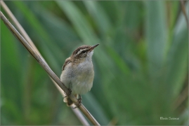 <p>RÁKOSNÍK PROUŽKOVANÝ (Acrocephalus schoenobaenus) jižní Morava ---- /Sedge warbler - Schilfrohrsänger/</p>